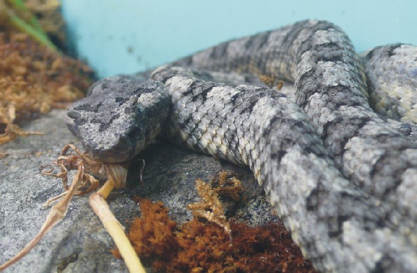 Protobothrops cornutus Bild01